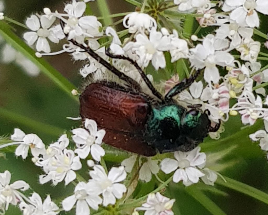 Rutelidae: Phyllopertha horticola